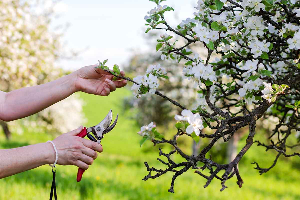 Wiosenne przycinanie drzew owocowych i krzewów – kalendarium i lista narzędzi ogrodowych